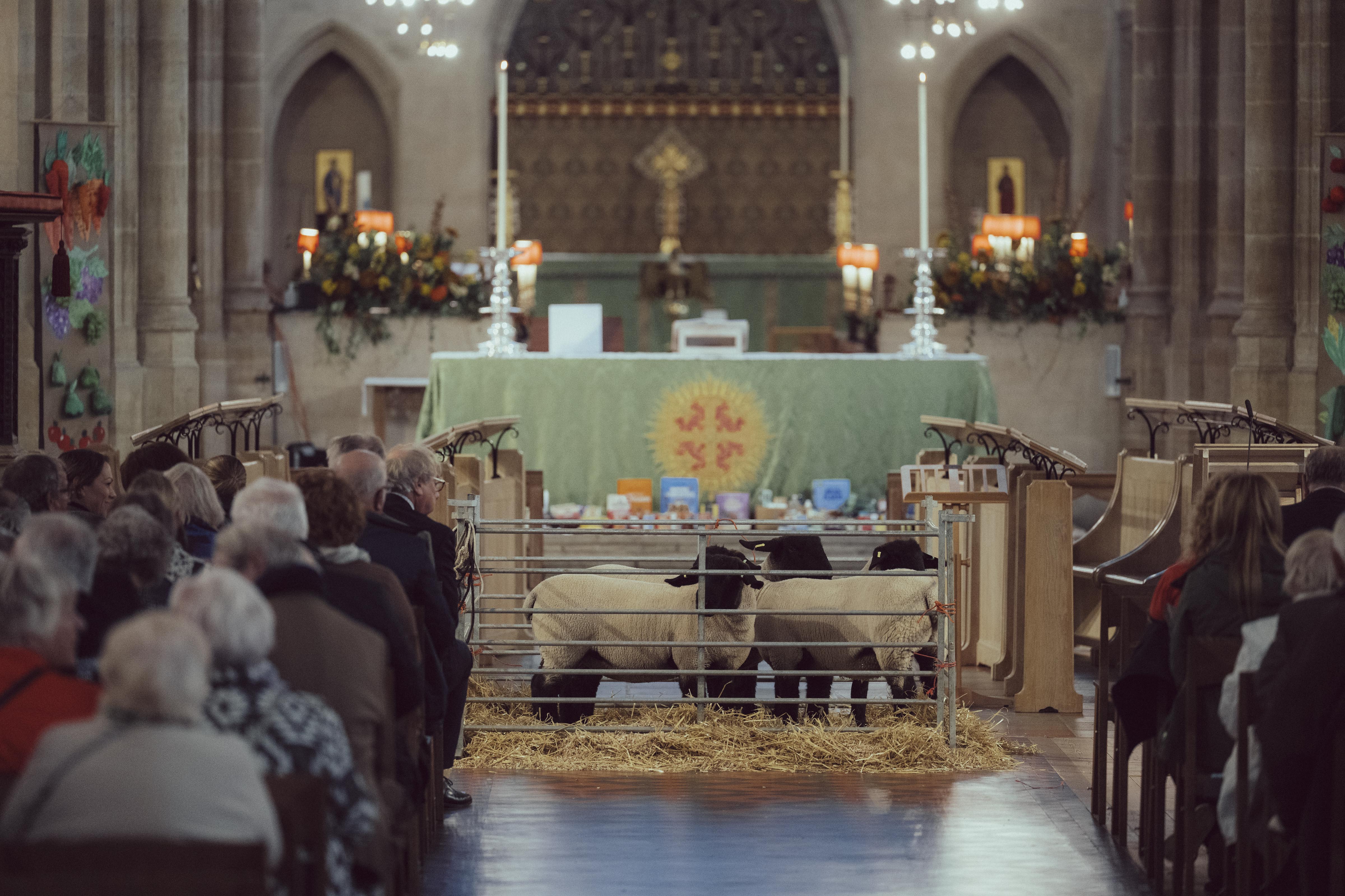 Sheep centred in the Cathedral's Harvest Festival service