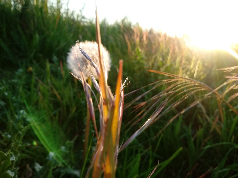 Dandelion clock